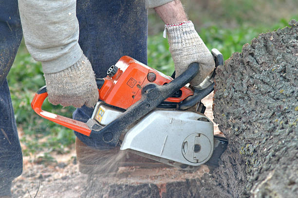 How Our Tree Care Process Works  in  Floral Park, NY