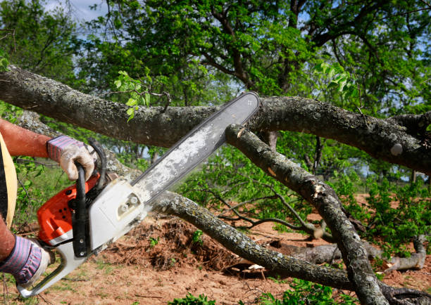 Professional Tree Removal Services in Floral Park, NY